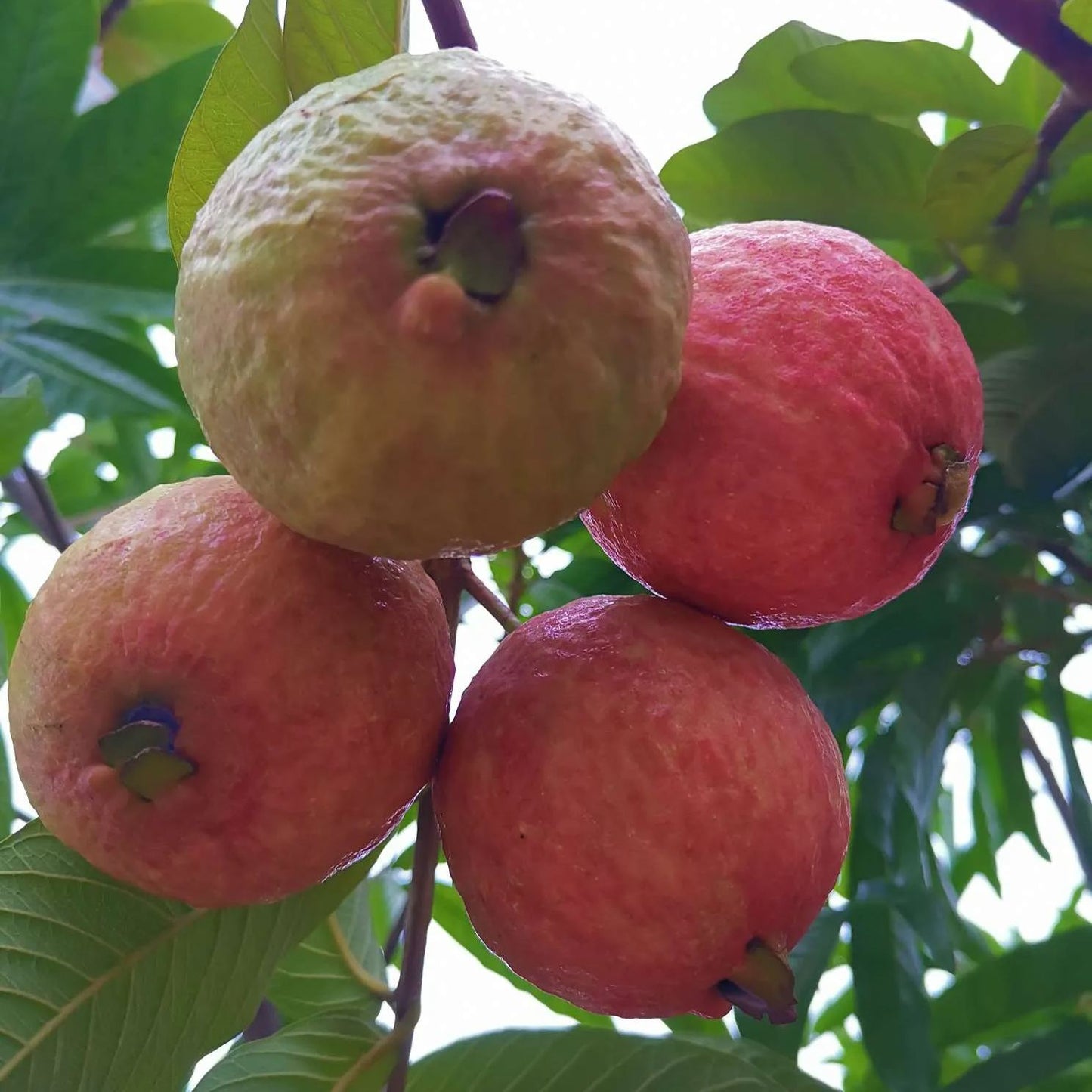 🎆Hot Sale🥂Rouge Guava Seeds--The Beauty Of Winter❄️