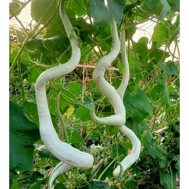 Long Green Snake Gourd Seeds🐍