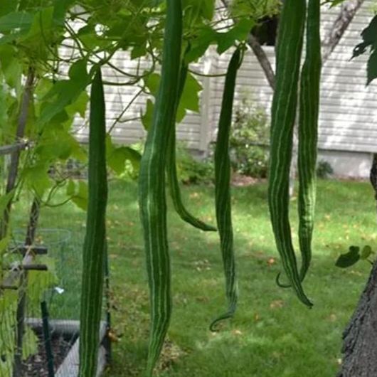 Long Green Snake Gourd Seeds🐍