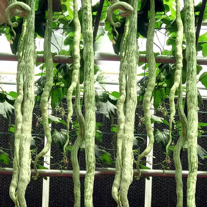 Long Green Snake Gourd Seeds🐍