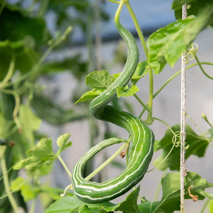 Long Green Snake Gourd Seeds🐍
