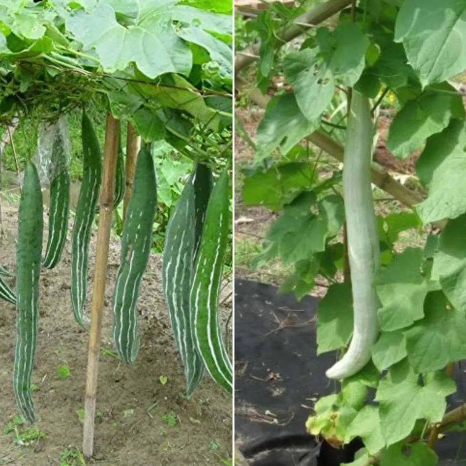 Long Green Snake Gourd Seeds🐍