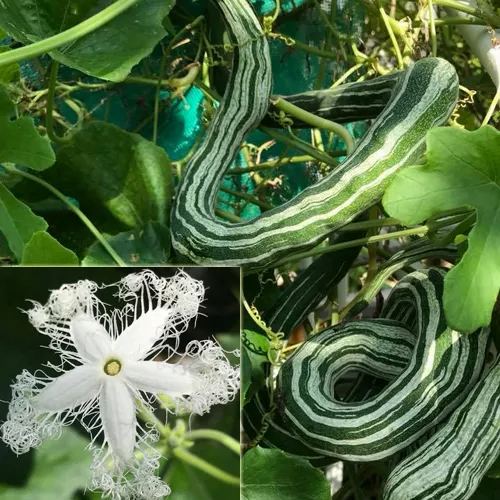 Long Green Snake Gourd Seeds🐍