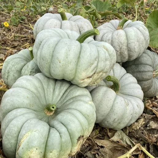 Mint Prince F1 Pumpkin