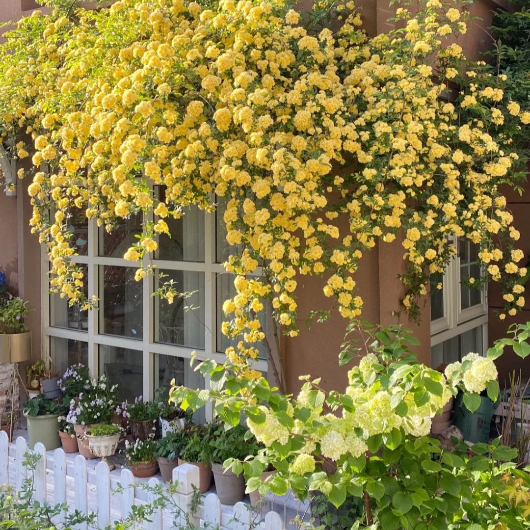 Thornless Lady Banks' Rose