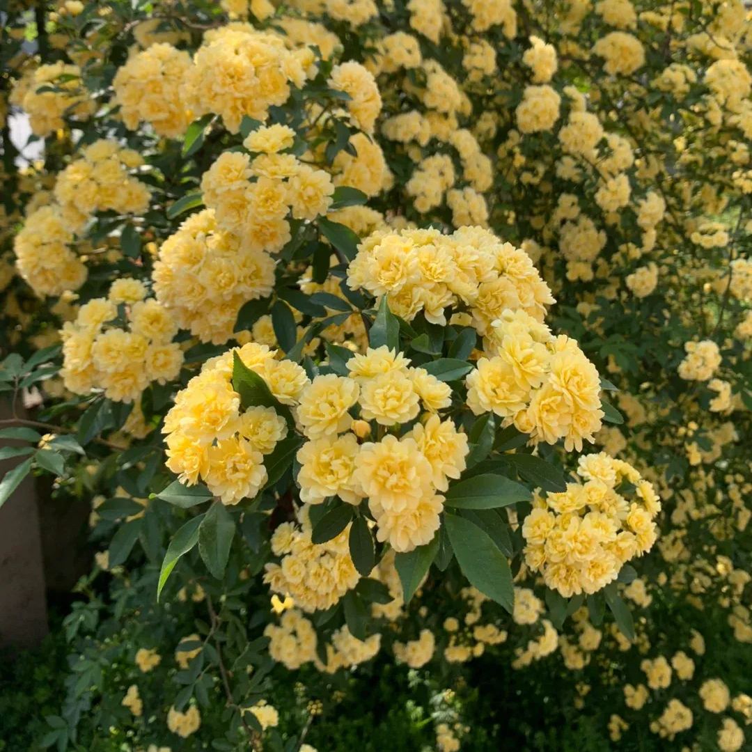 Thornless Lady Banks' Rose