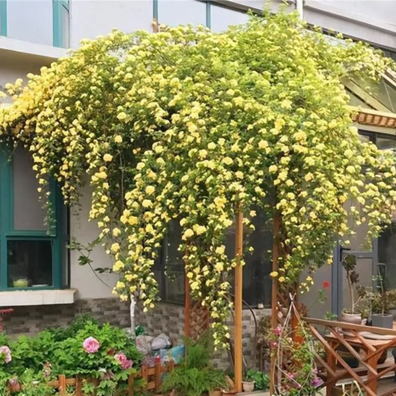 Thornless Lady Banks' Rose