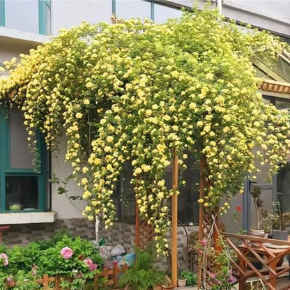 Thornless Lady Banks' Rose