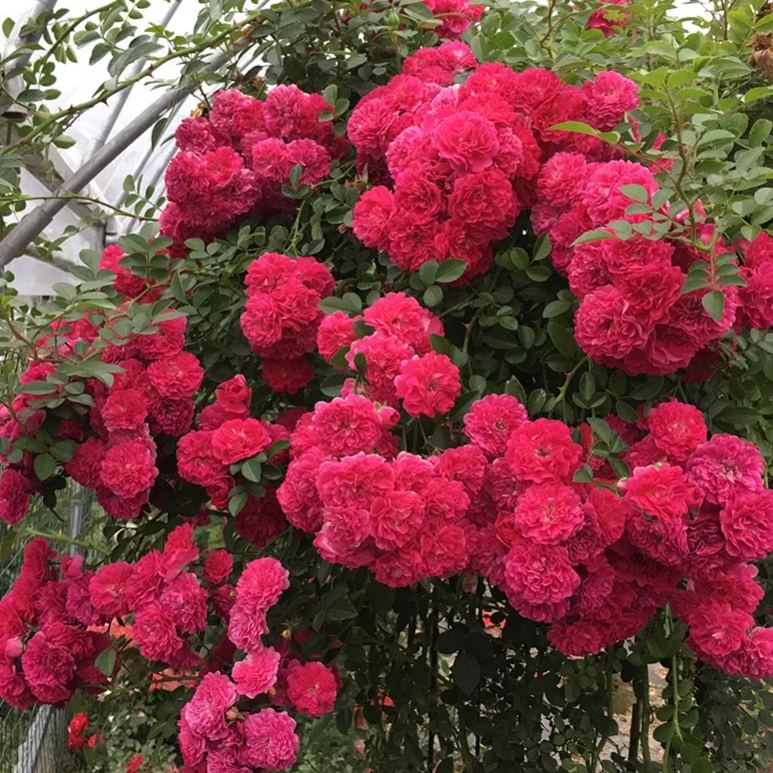 Thornless Lady Banks' Rose