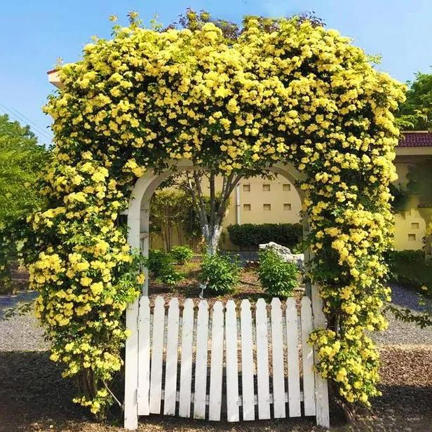 Thornless Lady Banks' Rose