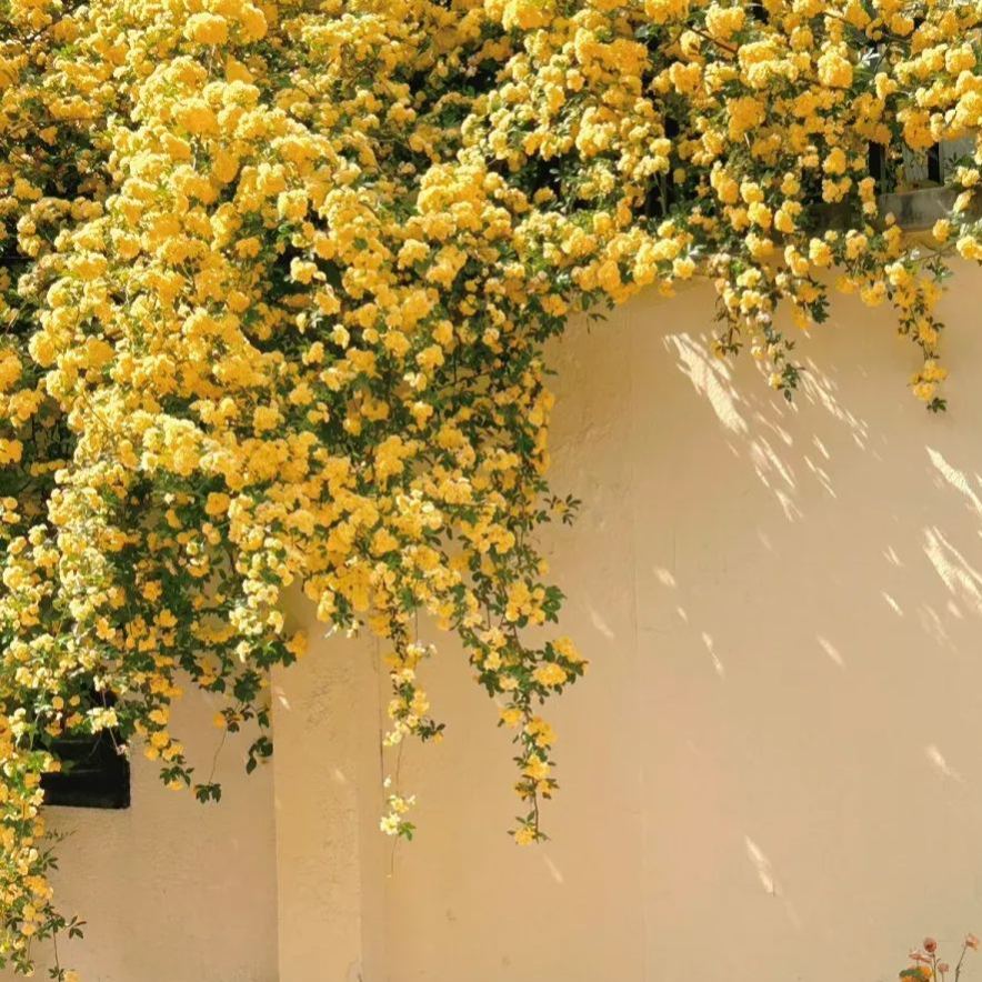 Thornless Lady Banks' Rose