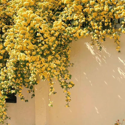 Thornless Lady Banks' Rose