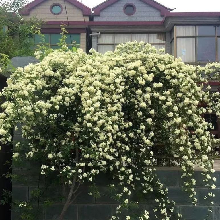 Thornless Lady Banks' Rose