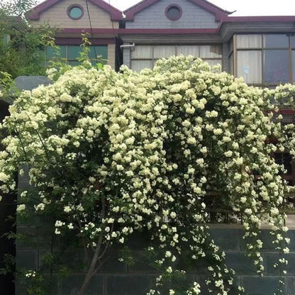 Thornless Lady Banks' Rose