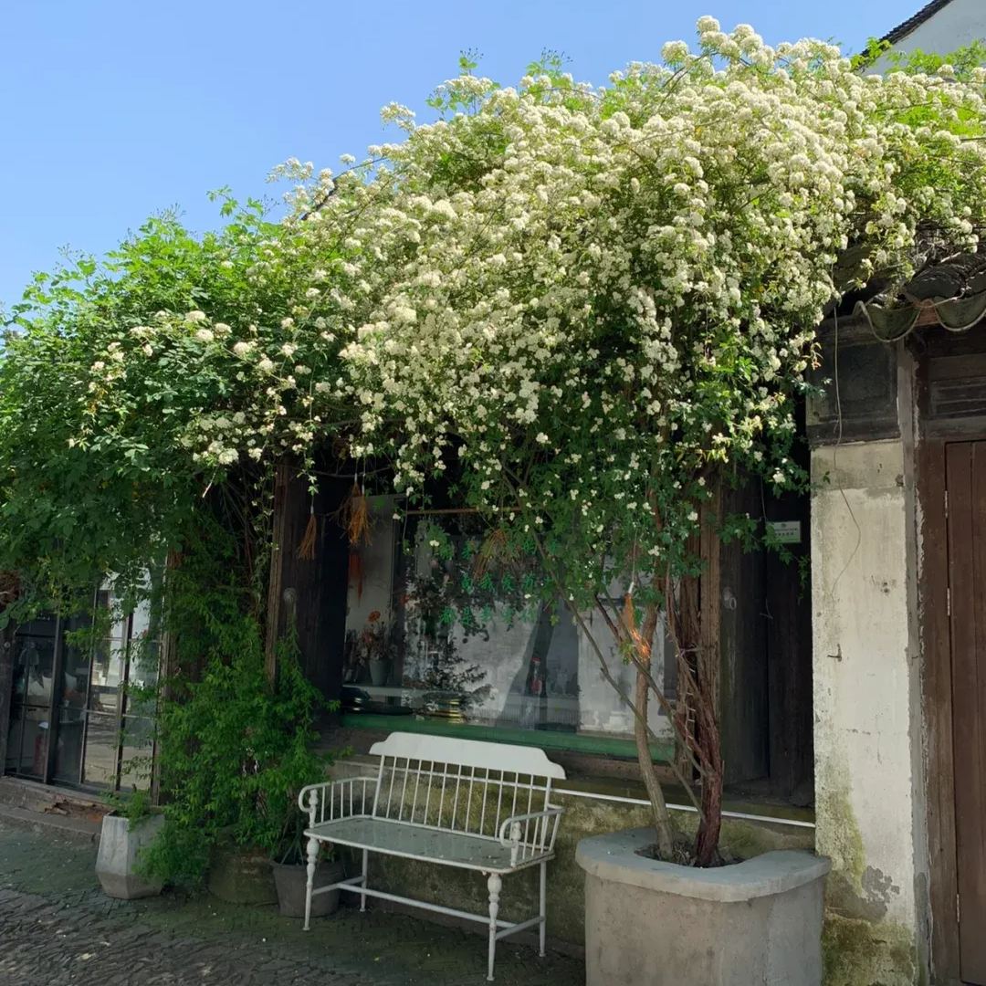 Thornless Lady Banks' Rose