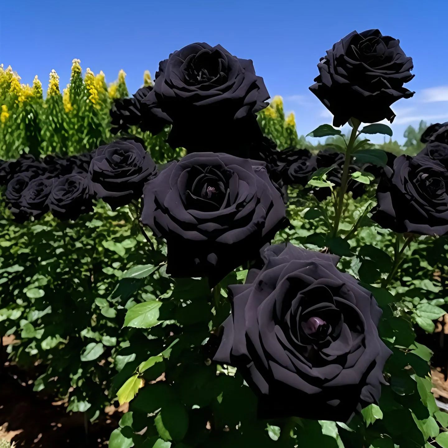 Black Knight Velvet Rose seeds🖤