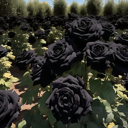 Black Knight Velvet Rose seeds🖤