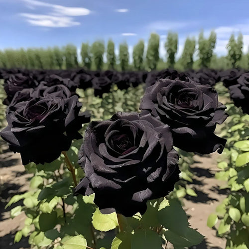 Black Knight Velvet Rose seeds🖤