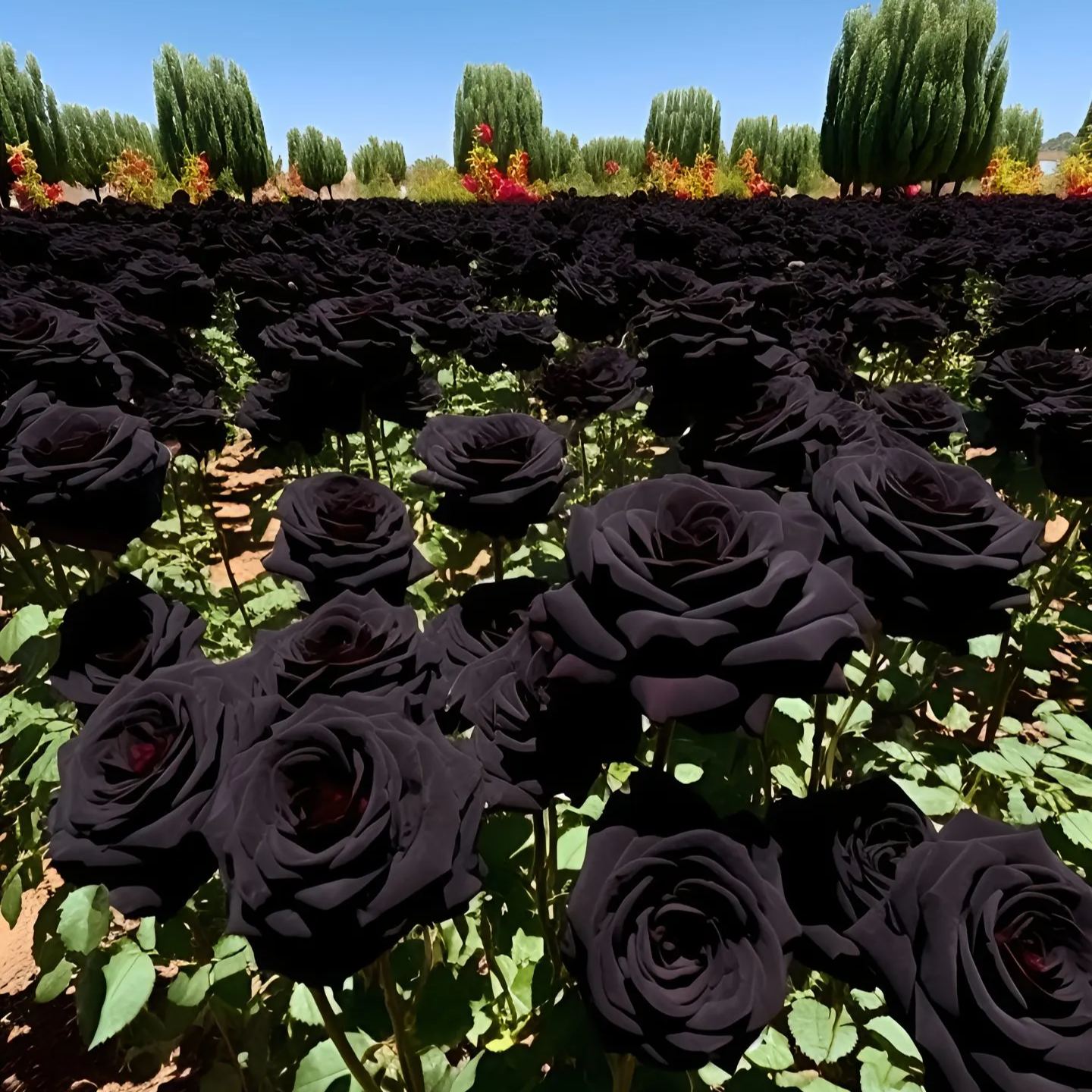 Black Knight Velvet Rose seeds🖤