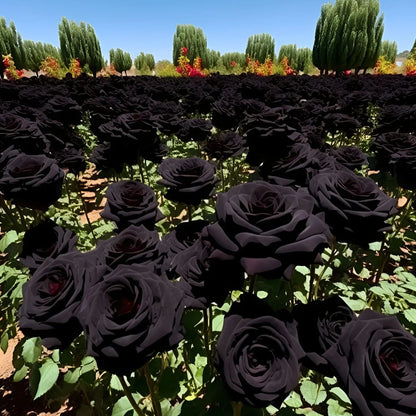 Black Knight Velvet Rose seeds🖤
