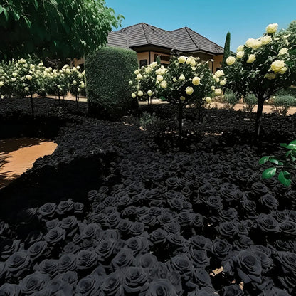 Black Knight Velvet Rose seeds🖤