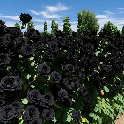 Black Knight Velvet Rose seeds🖤