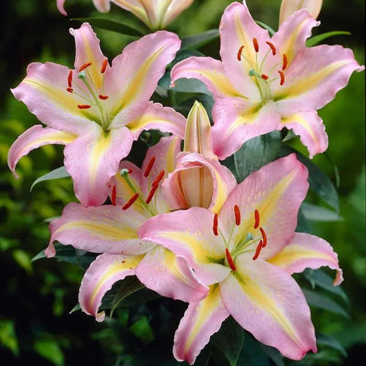 Pink Lily-Rare Exquisite Lily Bulbs 🌸