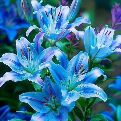 Blue Spots Lily-Rare Exquisite Lily Bulbs 🌸