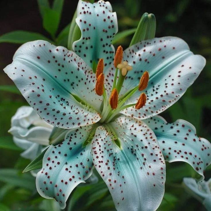 Blue Spots Lily-Rare Exquisite Lily Bulbs 🌸