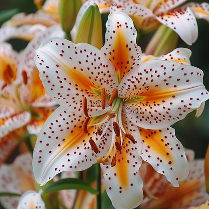 Orange Lily-Rare Exquisite Lily Bulbs 🌸