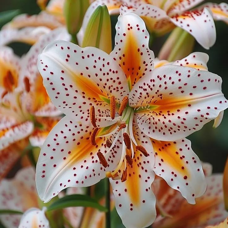 Green Spots Lily-Rare Exquisite Lily Bulbs 🌸