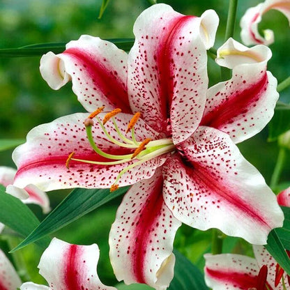 🌸 Rare Exquisite Lily Bulbs