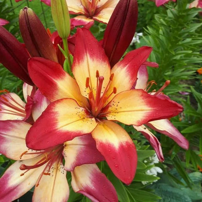 Pink Lily-Rare Exquisite Lily Bulbs 🌸