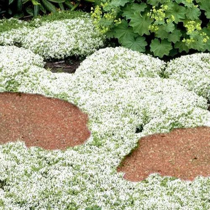 📣Optimal Ground Cover✨Creeping Thyme Seeds