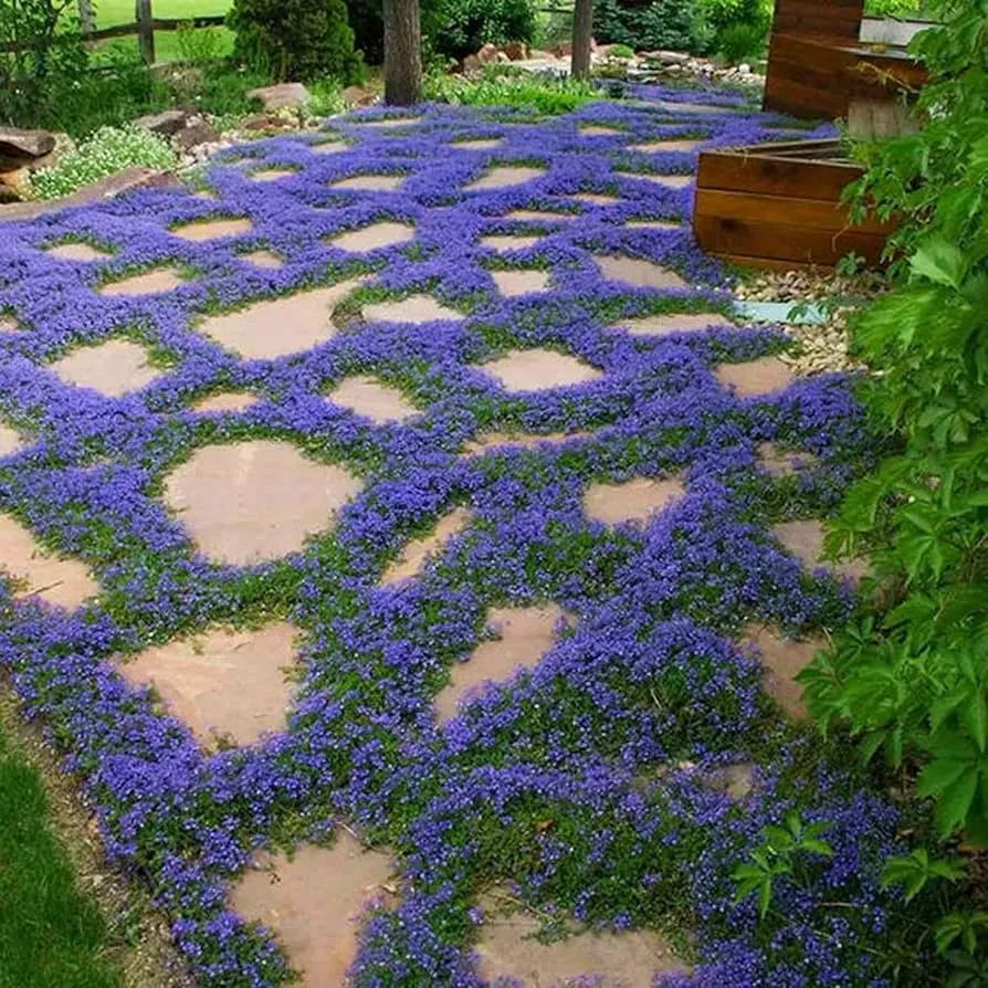 📣Optimal Ground Cover✨Creeping Thyme Seeds