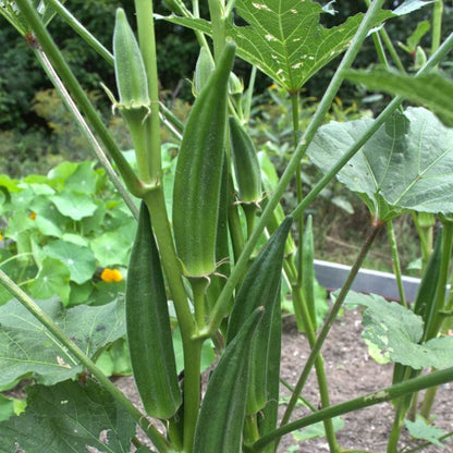 ✨High-yield Vegetable 🌱Red Okra Seeds