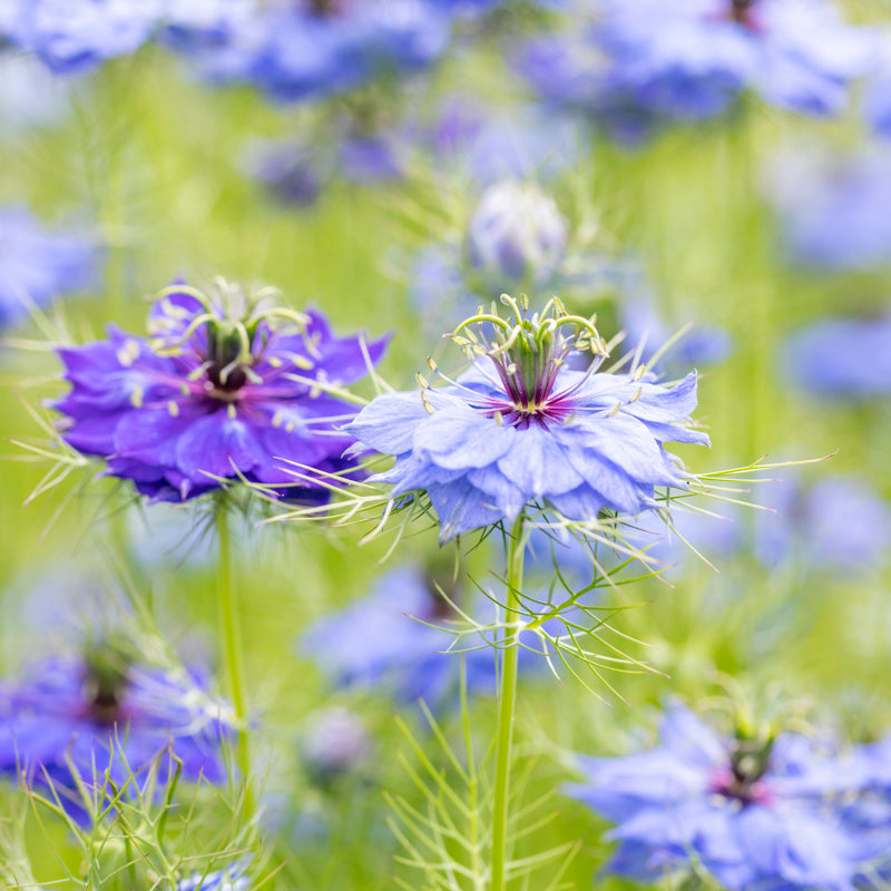 Nigella damascena 'Deep Blue' Seeds