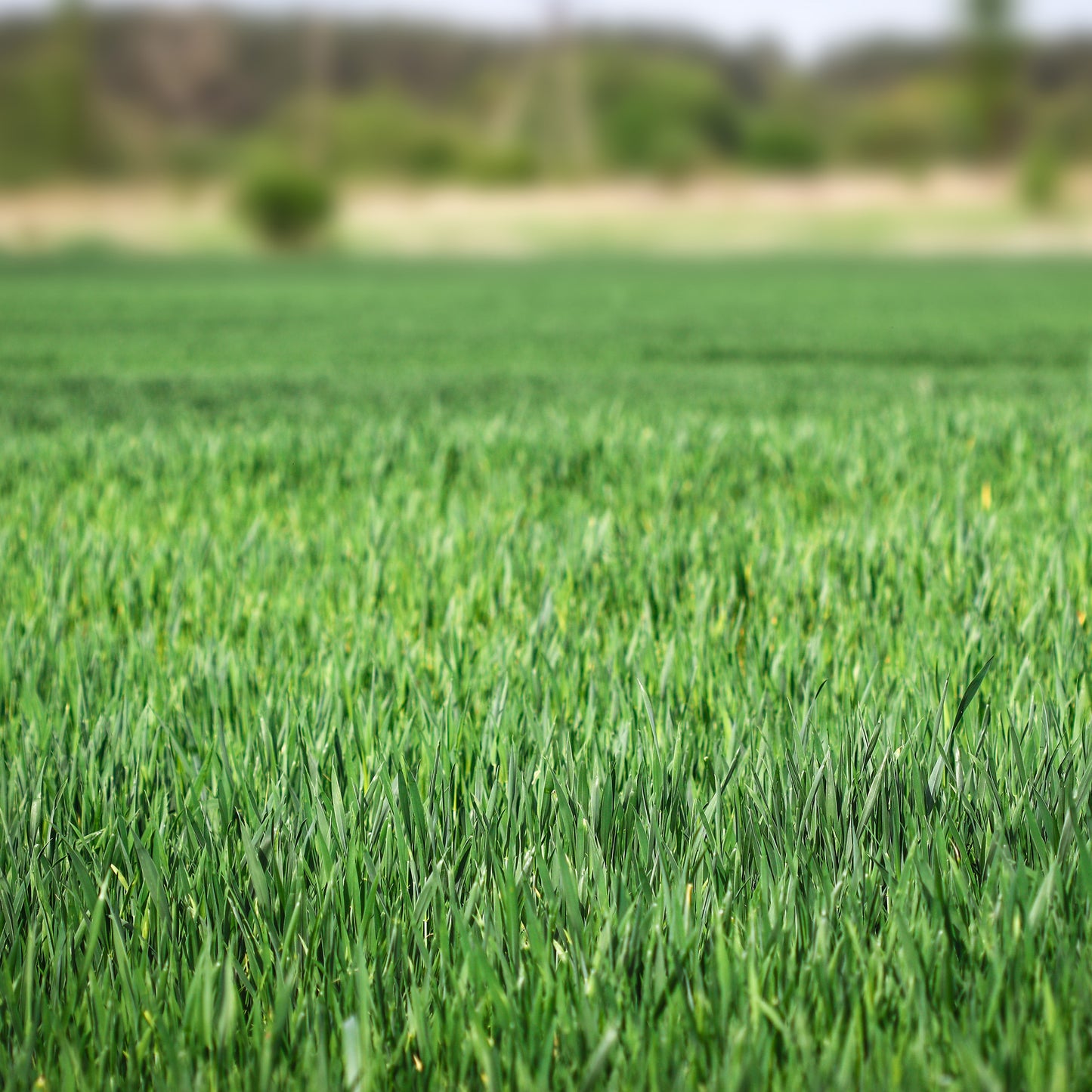 🏡EverGreen Perennial Ryegrass Seeds – Rapid Growth for Stunning Lawns