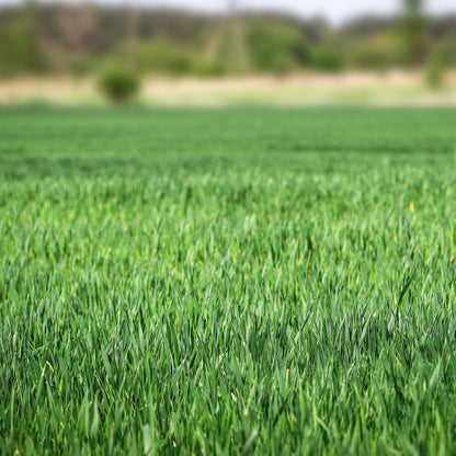 🏡EverGreen Perennial Ryegrass Seeds – Rapid Growth for Stunning Lawns