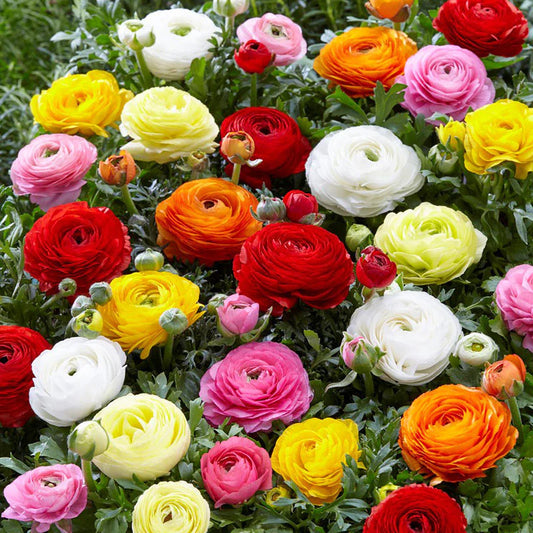 💐 Premium Ranunculus Flower Bulbs – Perfect for Containers or Beds