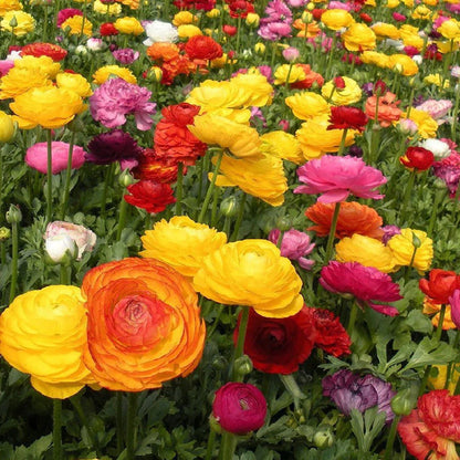 💐 Premium Ranunculus Flower Bulbs – Perfect for Containers or Beds