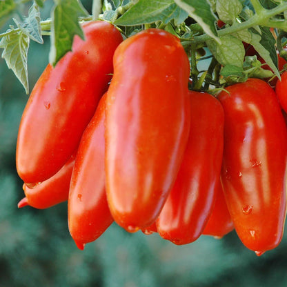 🍅💥San Marzano Tomato Seeds