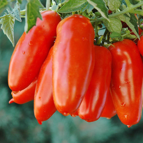 🍅💥San Marzano Tomato Seeds
