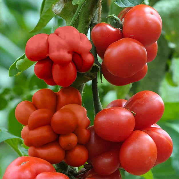 🔥🍅Tomato Reisetomate Seeds