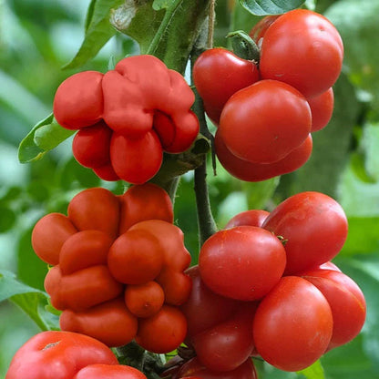 🔥🍅Tomato Reisetomate Seeds