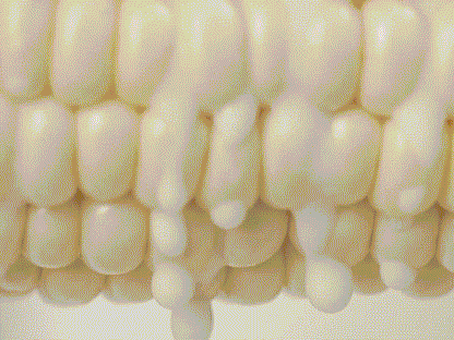🥂100 PCS  Milk Corn Seeds🌽