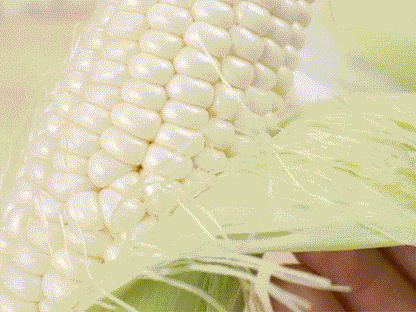 🥂100 PCS  Milk Corn Seeds🌽